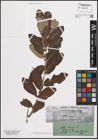 Foto von Salix cinerea L.